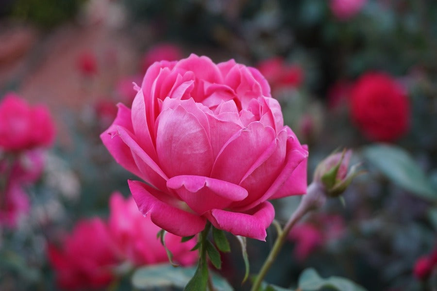Rose Flower Closeup Photograph Print 100% Australian Made