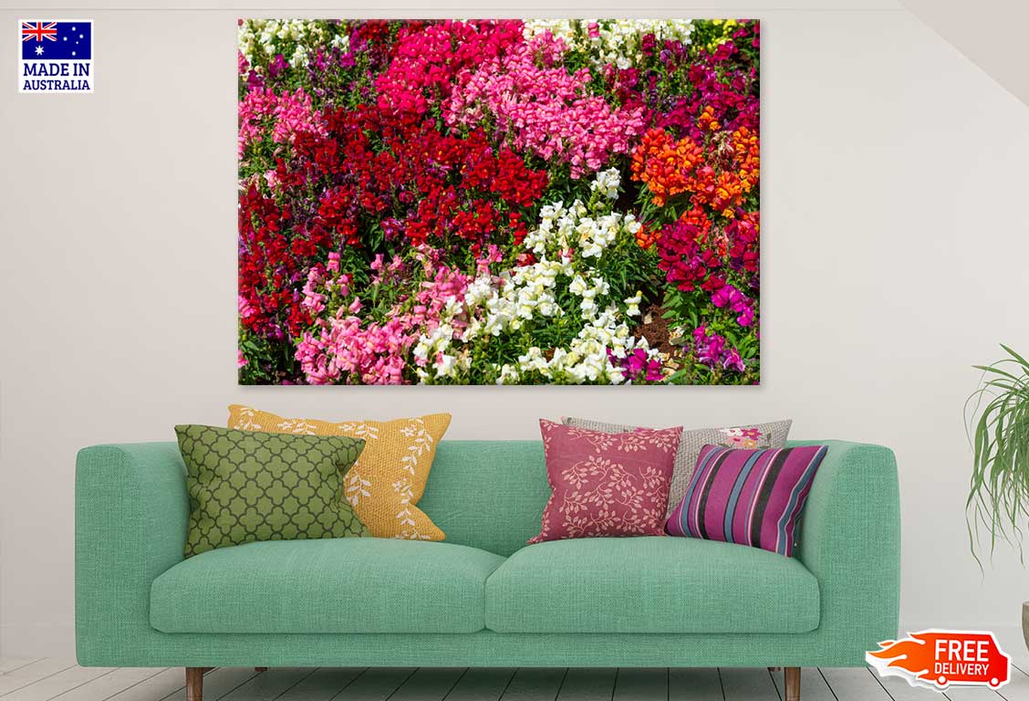 White Pink & Red Alyssum Flowers Photograph Print 100% Australian Made