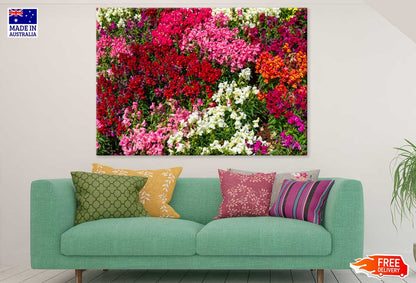 White Pink & Red Alyssum Flowers Photograph Print 100% Australian Made