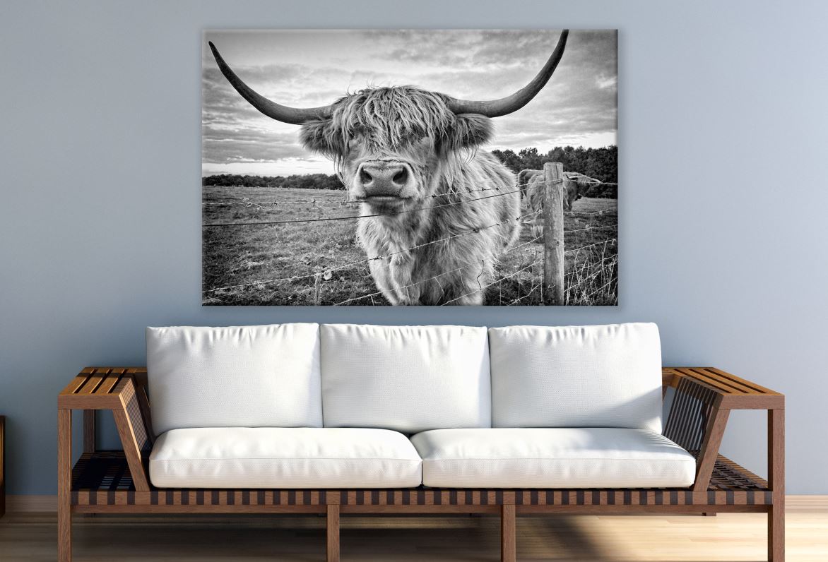 Highland Cow B&W Photograph Print 100% Australian Made