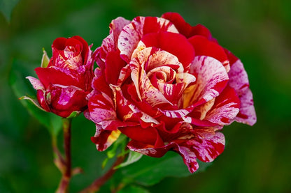 Broceliande Rose Closeup Photograph Print 100% Australian Made