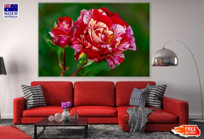Broceliande Rose Closeup Photograph Print 100% Australian Made
