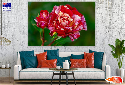Broceliande Rose Closeup Photograph Print 100% Australian Made