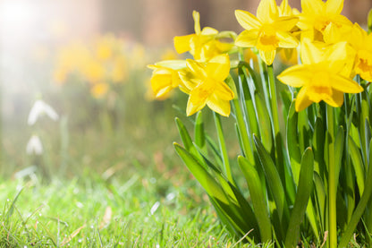 Yellow Daffodil Flower Plant View Photograph Print 100% Australian Made