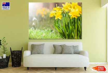 Yellow Daffodil Flower Plant View Photograph Print 100% Australian Made