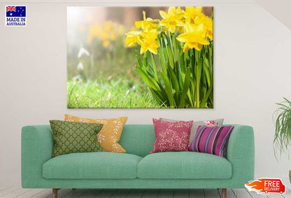 Yellow Daffodil Flower Plant View Photograph Print 100% Australian Made