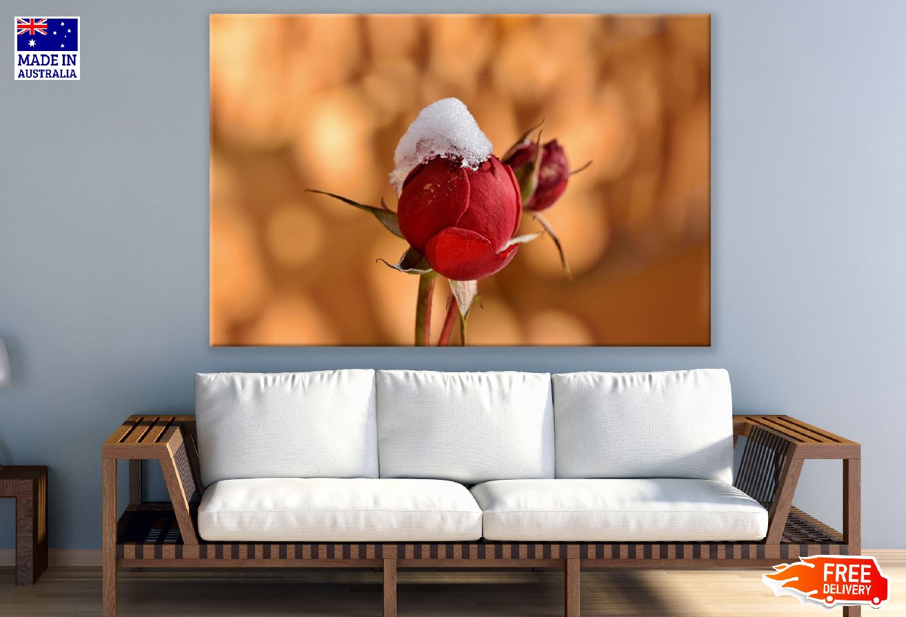 Red Rose Bud in the Snow Closeup Photograph Print 100% Australian Made