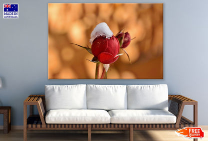 Red Rose Bud in the Snow Closeup Photograph Print 100% Australian Made
