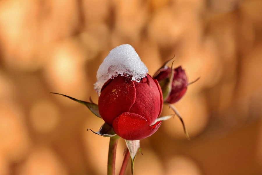 Red Rose Bud in the Snow Closeup Photograph Print 100% Australian Made