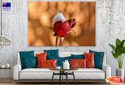Red Rose Bud in the Snow Closeup Photograph Print 100% Australian Made