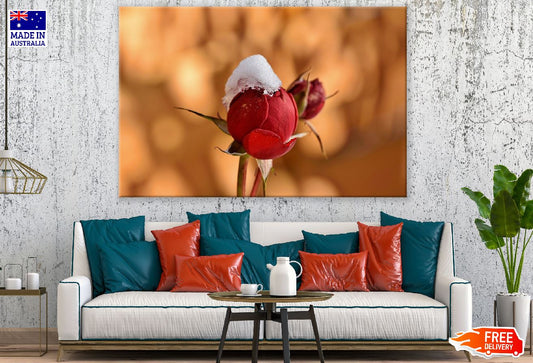 Red Rose Bud in the Snow Closeup Photograph Print 100% Australian Made