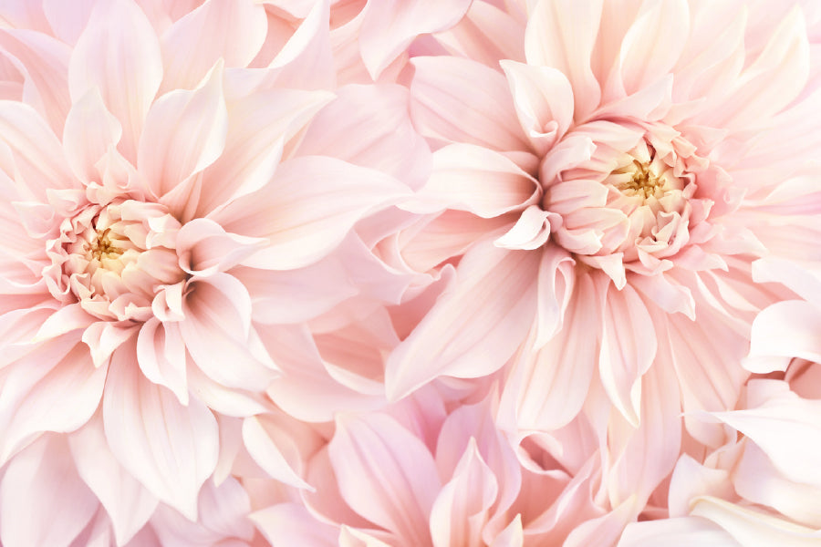 Pink Dahlia Flowers Closeup View Photograph Print 100% Australian Made