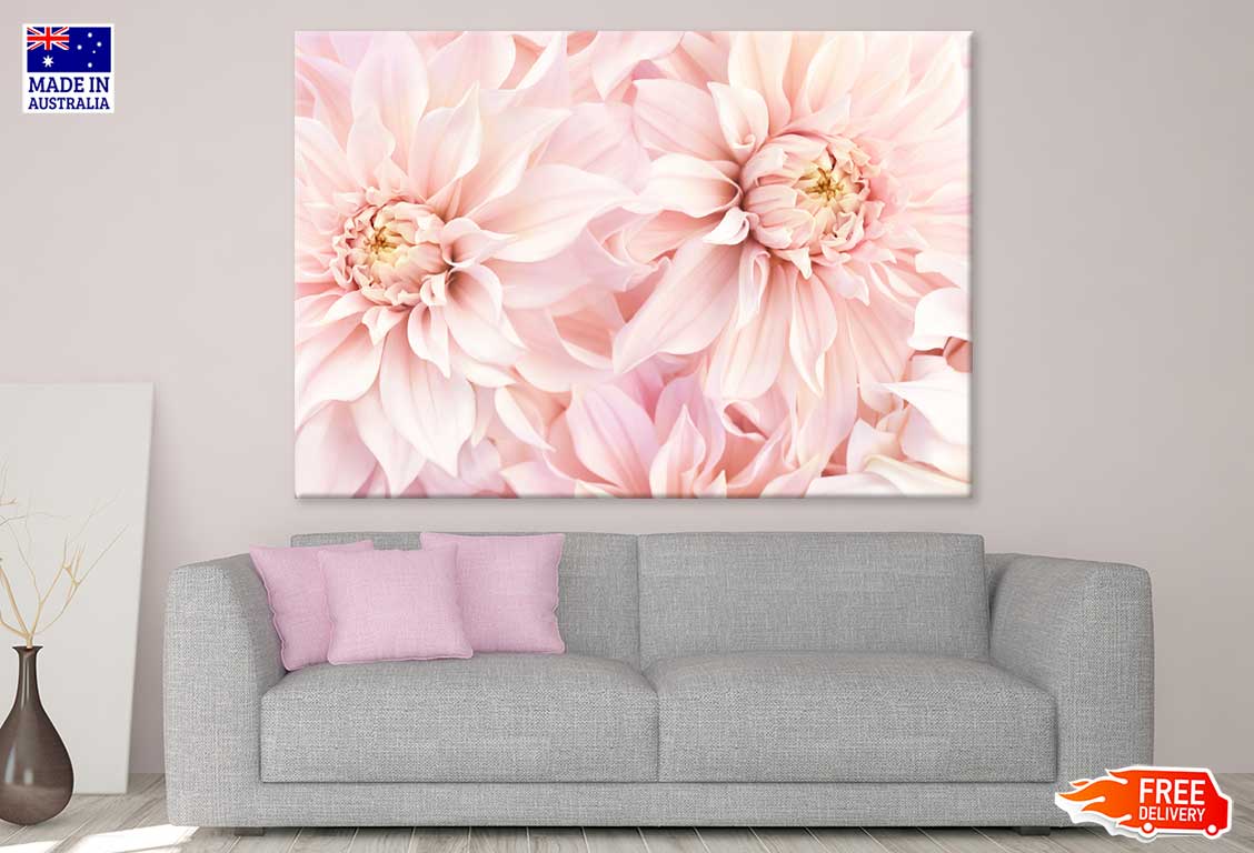 Pink Dahlia Flowers Closeup View Photograph Print 100% Australian Made