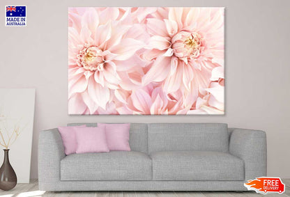 Pink Dahlia Flowers Closeup View Photograph Print 100% Australian Made