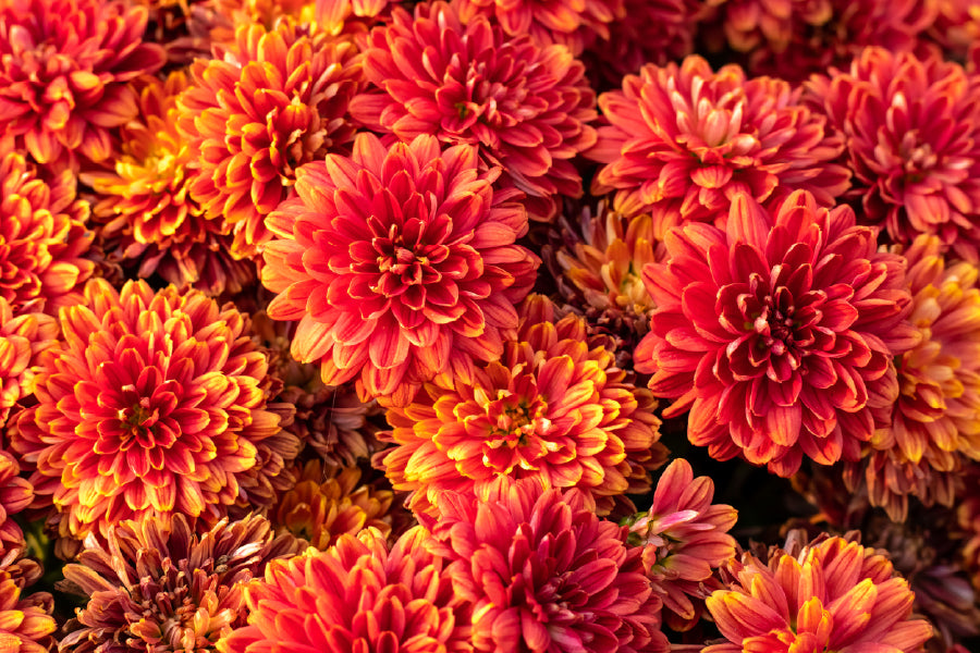 Orange Chrysanthemum Flowers View Photograph Print 100% Australian Made