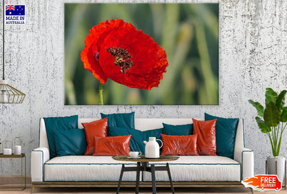 Red Poppy Flower Closeup Photograph Print 100% Australian Made