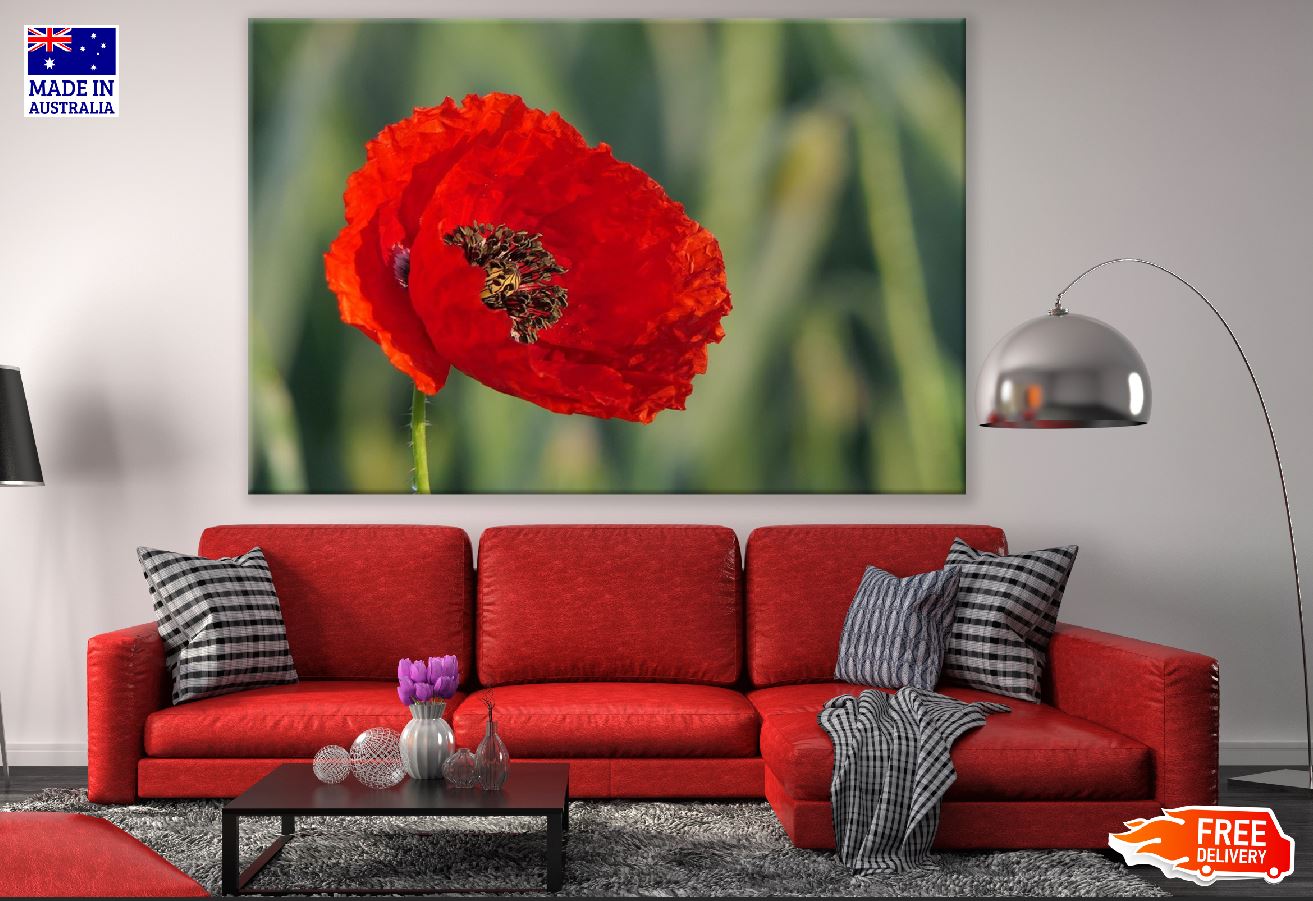 Red Poppy Flower Closeup Photograph Print 100% Australian Made