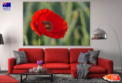 Red Poppy Flower Closeup Photograph Print 100% Australian Made