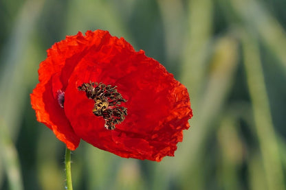 Red Poppy Flower Closeup Photograph Print 100% Australian Made