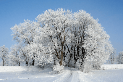 Snow Covered Tree Stands Photograph Print 100% Australian Made