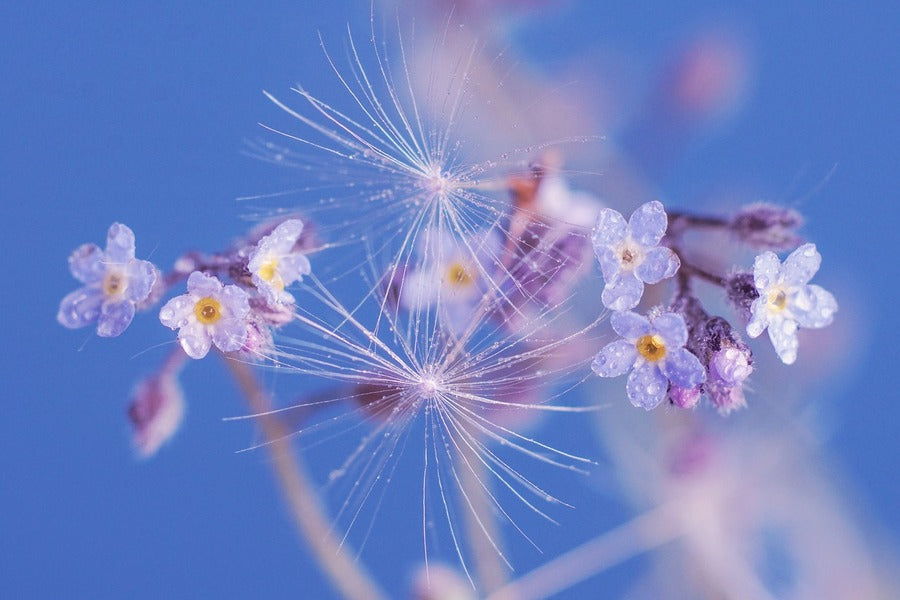 Dandelion With Blue Flower Photograph Print 100% Australian Made