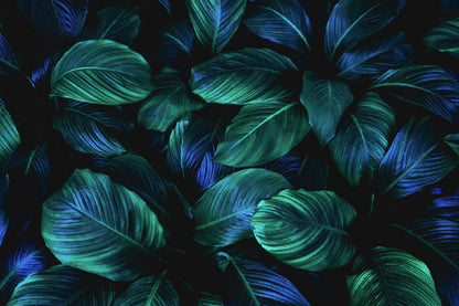 Blue Green Leaves Closeup View Photograph Print 100% Australian Made