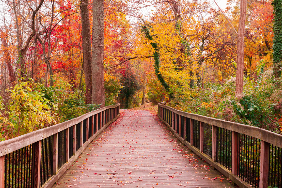 Autumn Trees & Wooden Pathway Photograph Print 100% Australian Made