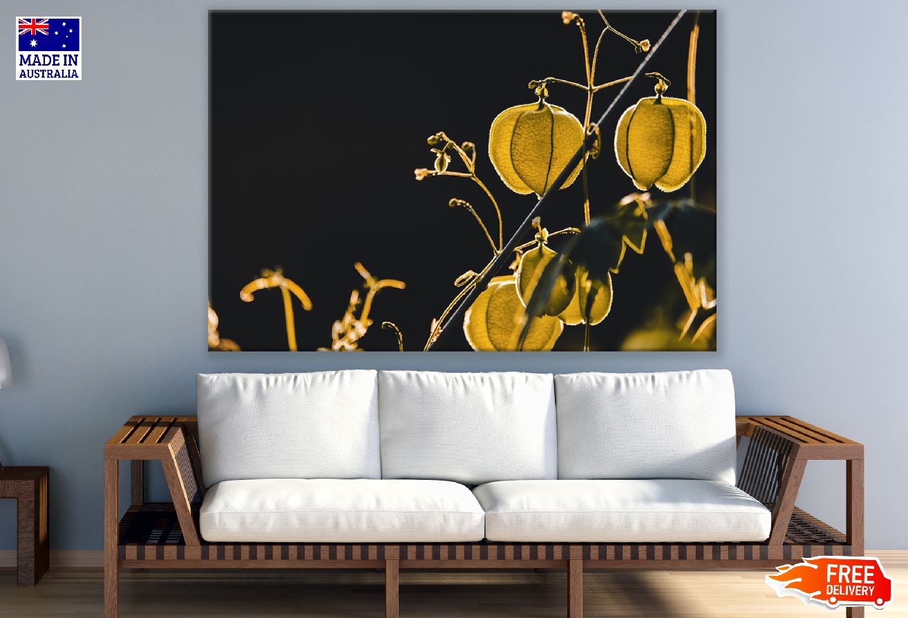 Yellow Physalis Closeup Photograph Print 100% Australian Made