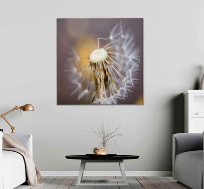 Square Canvas Dandelion Closeup View Photograph High Quality Print 100% Australian Made