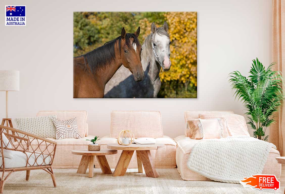 Horses Couple Closeup View Photograph Print 100% Australian Made