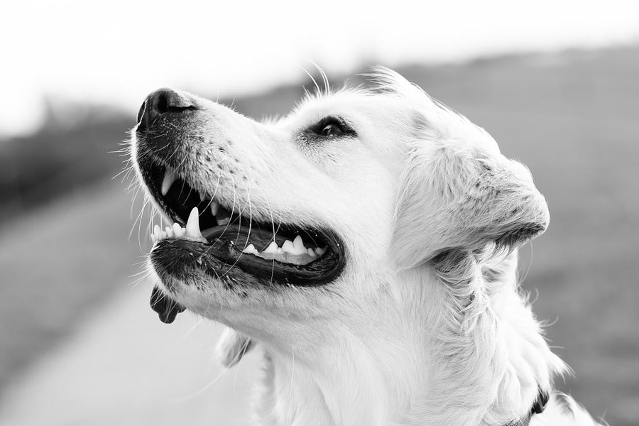 Dog Face Closeup B&W Photograph Print 100% Australian Made