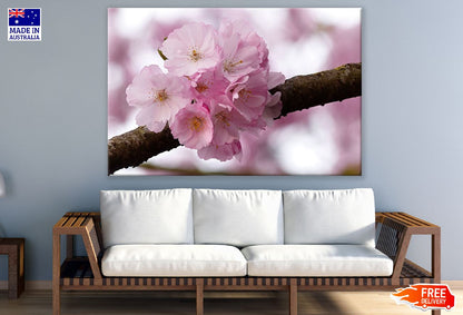Cherry Blossom Flowers on Branch View Photograph Print 100% Australian Made