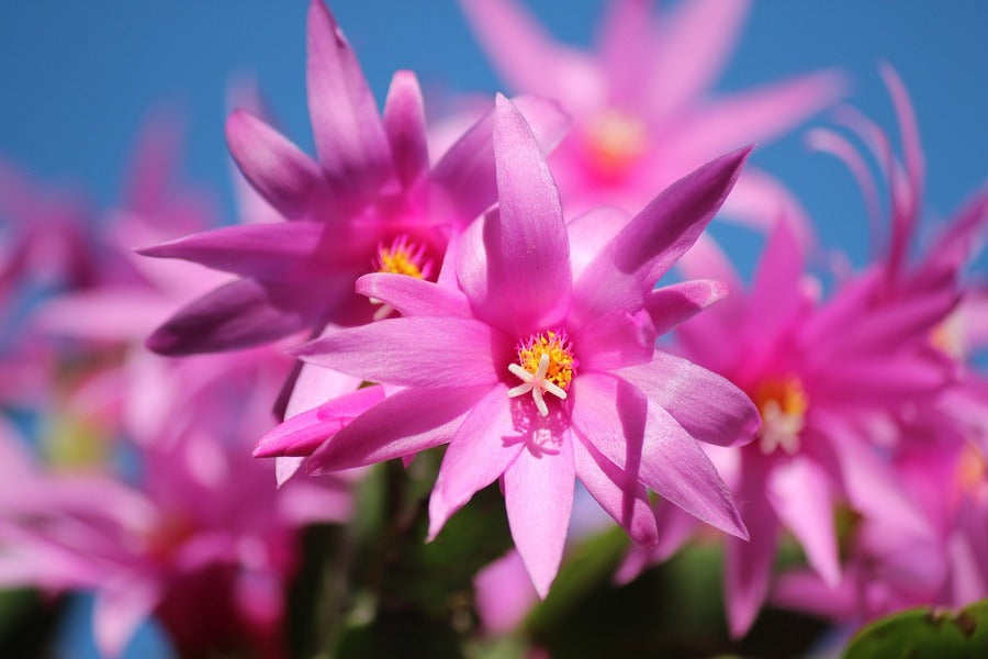 Pink Christmas Cactus Flowers Photograph Print 100% Australian Made
