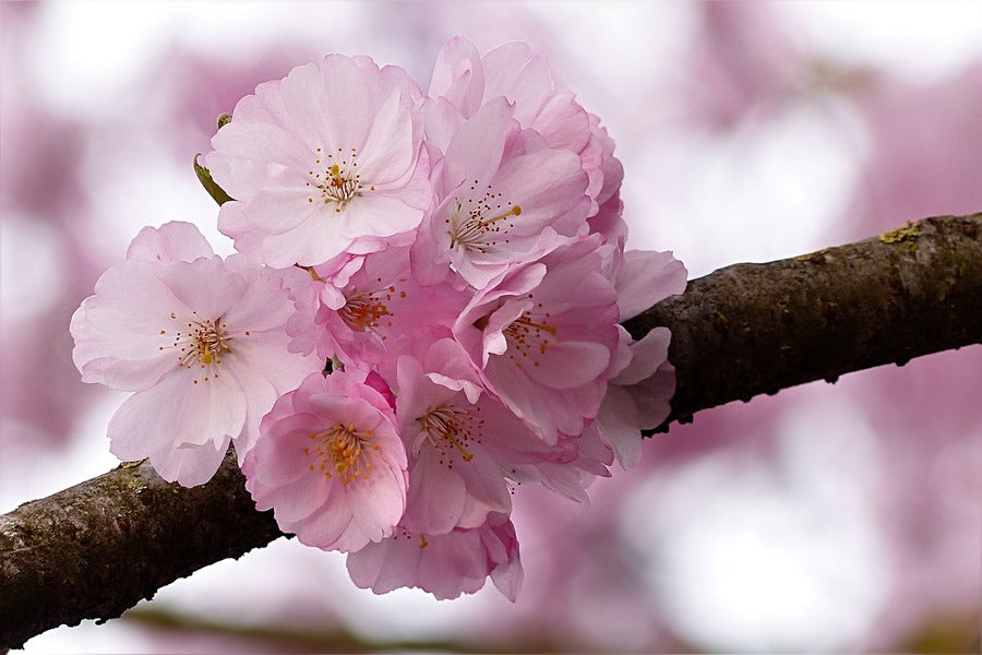 Cherry Blossom Flowers on Branch View Photograph Print 100% Australian Made