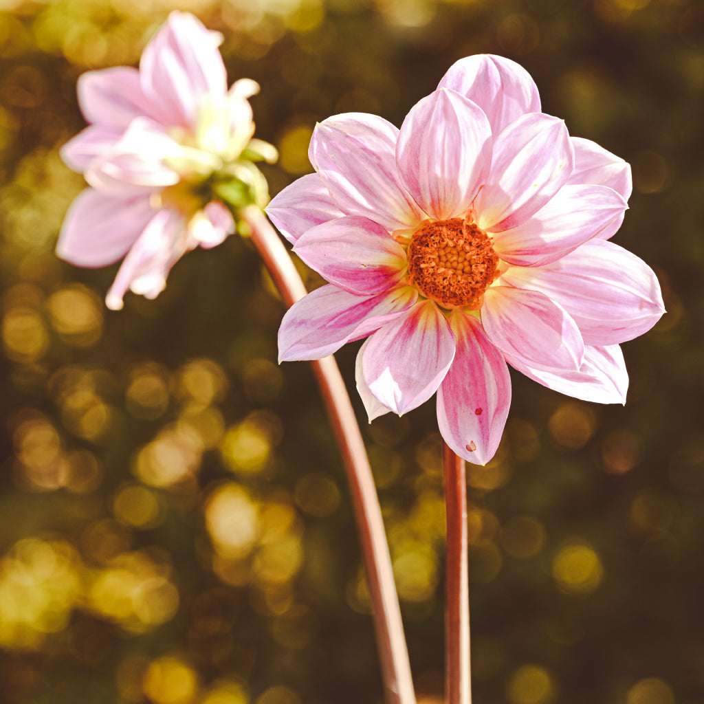 Square Canvas Pink Dahlia View Photograph High Quality Print 100% Australian Made