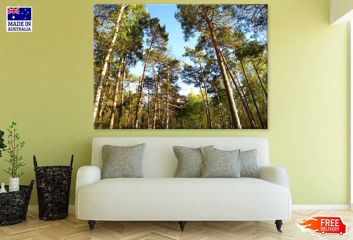 Tall Tree Forest Photograph Print 100% Australian Made