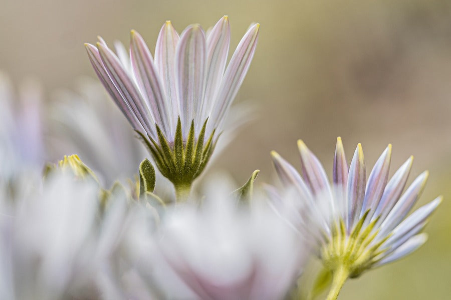White Cape Marguerite Flowers Photograph Print 100% Australian Made