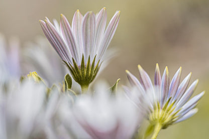White Cape Marguerite Flowers Photograph Print 100% Australian Made