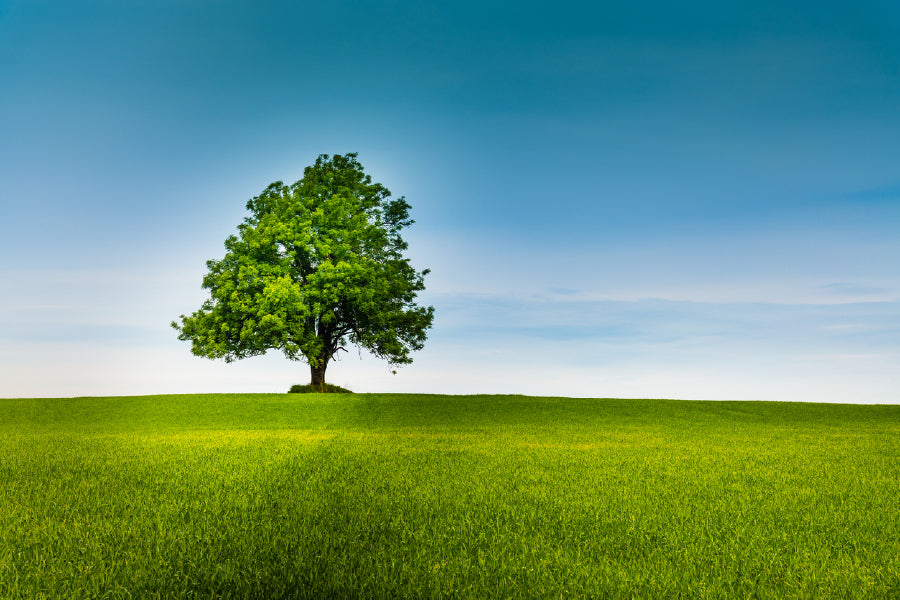 Alone Tree in Green Field & Sky View Photograph Print 100% Australian Made