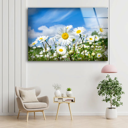 White Flower Field Photograph Acrylic Glass Print Tempered Glass Wall Art 100% Made in Australia Ready to Hang