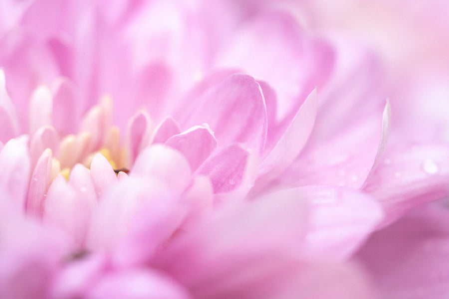 Pink Chrysanthemum Petals View Photograph Print 100% Australian Made