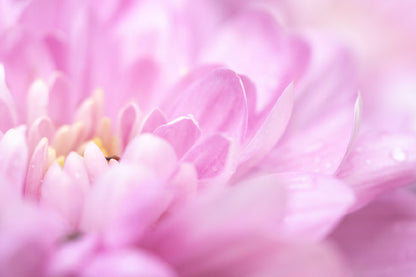 Pink Chrysanthemum Petals View Photograph Print 100% Australian Made