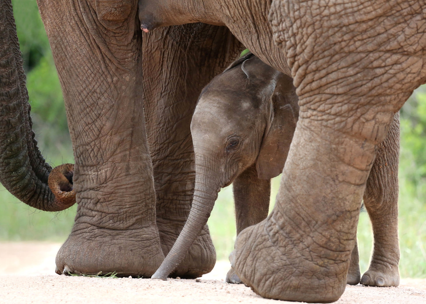 Elephant Portrait Photograph Home Decor Premium Quality Poster Print Choose Your Sizes