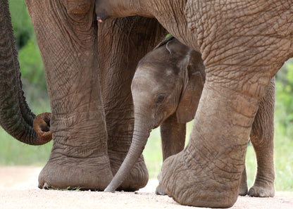 Elephant Portrait Photograph Home Decor Premium Quality Poster Print Choose Your Sizes