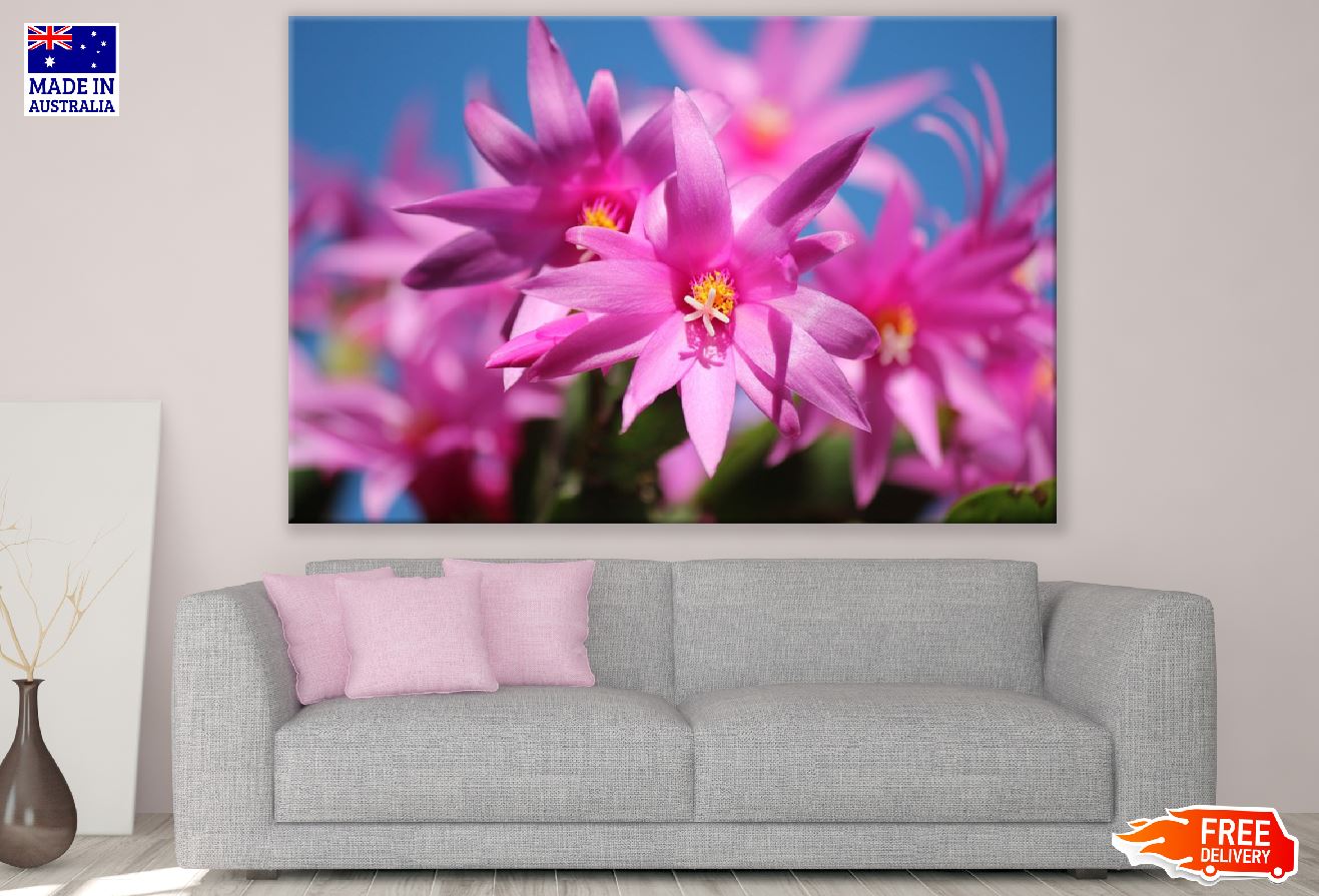 Pink Christmas Cactus Flowers Photograph Print 100% Australian Made