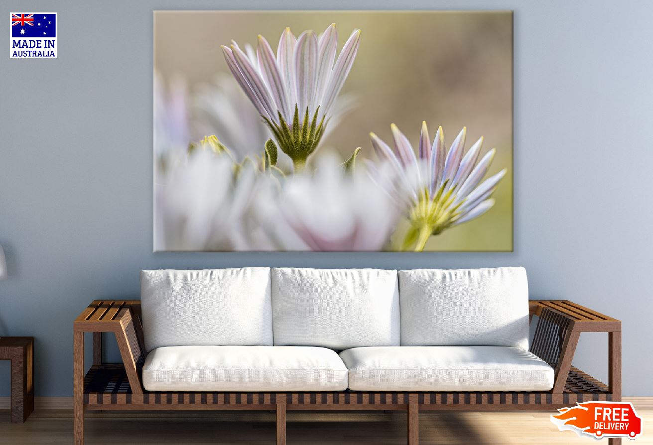 White Cape Marguerite Flowers Photograph Print 100% Australian Made