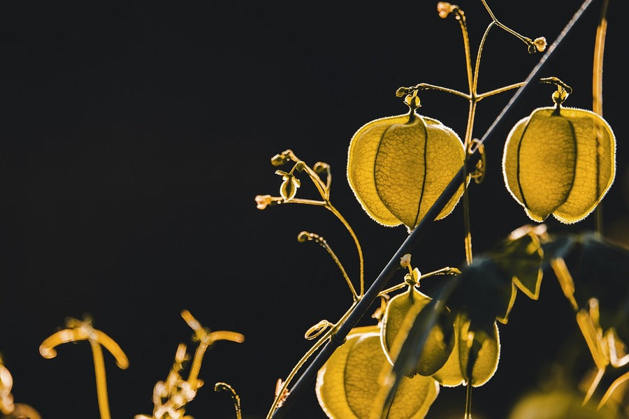 Yellow Physalis Closeup Photograph Print 100% Australian Made