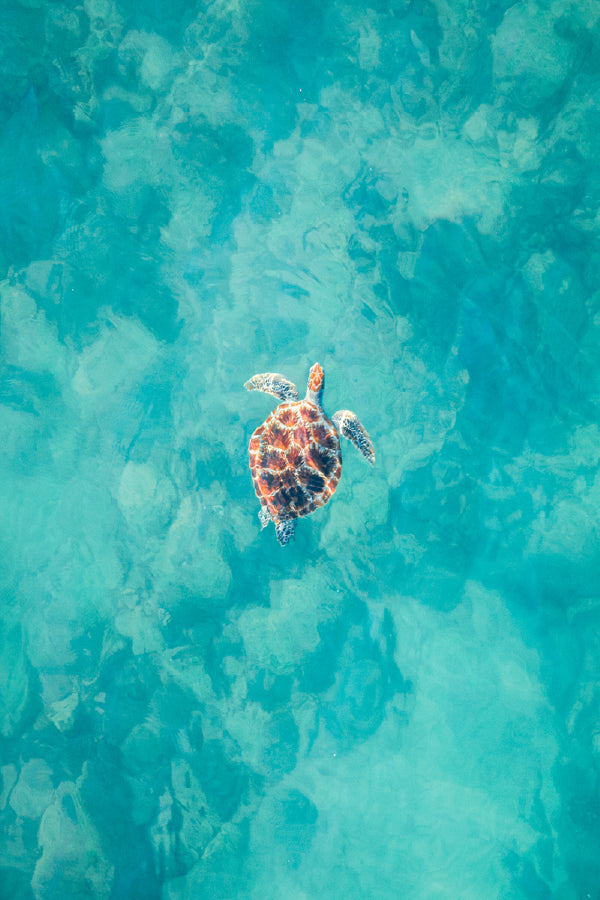 Hawksbill Turtle on Sea Aerial View Photograph Home Decor Premium Quality Poster Print Choose Your Sizes