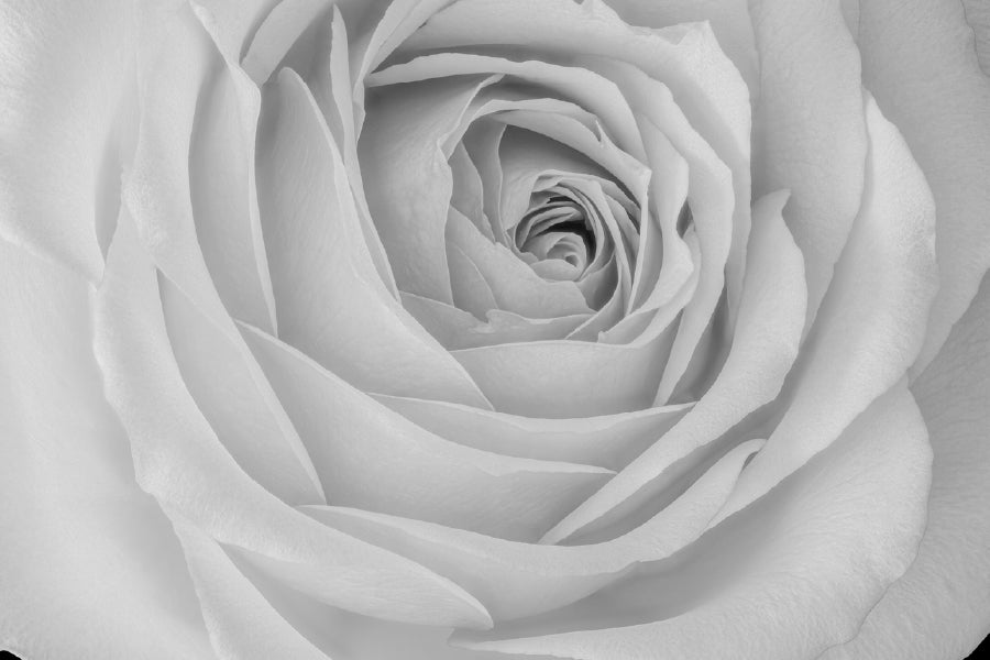 Rose Flower Closeup B&W View Print 100% Australian Made