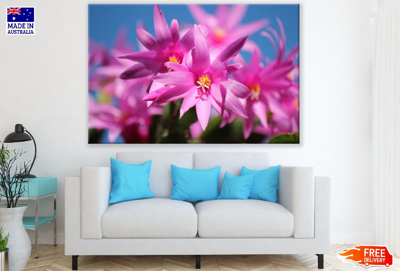 Pink Christmas Cactus Flowers Photograph Print 100% Australian Made